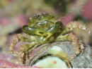 Mithrax sculptus 2-4 cm