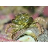 Mithrax sculptus 2-4 cm
