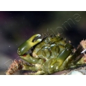 Mithrax sculptus 2-4 cm