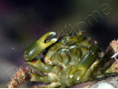 Mithrax sculptus 2-4 cm