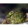 Mithrax sculptus 2-4 cm