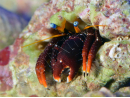 Calcinus laevimanus