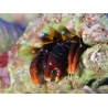 Calcinus laevimanus