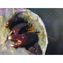 Calcinus laevimanus