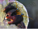 Calcinus laevimanus