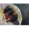 Calcinus laevimanus