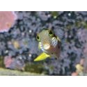 Canthigaster valentini