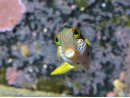 Canthigaster valentini