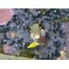 Canthigaster valentini