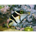 Canthigaster valentini