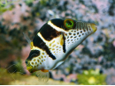 Canthigaster valentini