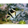 Canthigaster valentini
