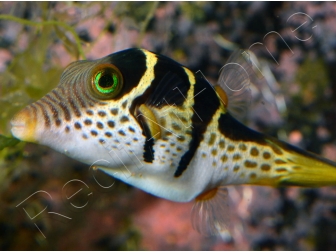 Canthigaster valentini