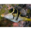 Canthigaster valentini
