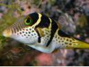 Canthigaster valentini