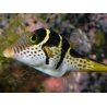 Canthigaster valentini