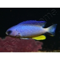 Pomacentrus alleni 4-6 cm