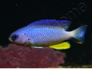 Pomacentrus alleni 4-6 cm