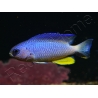Pomacentrus alleni 4-6 cm