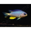 Pomacentrus alleni 4-6 cm