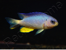 Pomacentrus alleni 4-6 cm