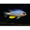 Pomacentrus alleni 4-6 cm