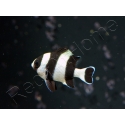Dascyllus melanurus 3-4 cm