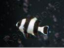 Dascyllus melanurus 3-4 cm