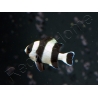 Dascyllus melanurus 3-4 cm