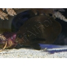 Centropyge nox 4-6 cm