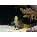 Manonichthys splendens
