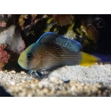 Manonichthys splendens