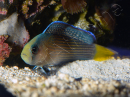 Manonichthys splendens