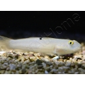 Valenciennea sexguttata 7-9 cm