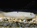 Valenciennea sexguttata 7-9 cm