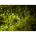 Caulerpa brachypus Small