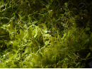 Caulerpa brachypus Small