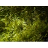 Caulerpa brachypus Small