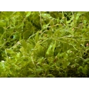 Caulerpa brachypus Small