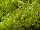 Caulerpa brachypus Small