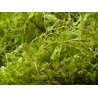 Caulerpa brachypus Small