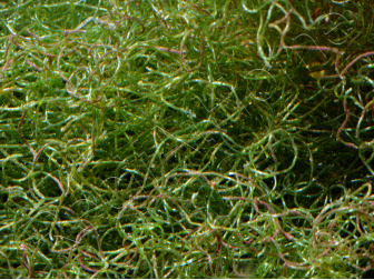 Chaetomorpha sp Small