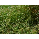 Chaetomorpha sp Small