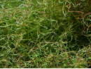 Chaetomorpha sp Small