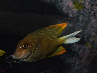Ctenochaetus tominiensis 7-10 cm