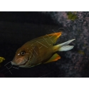 Ctenochaetus tominiensis 7-10 cm