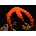 Linckia Orange