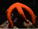 Linckia Orange