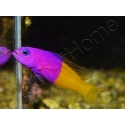 Pictichromis paccagnellae (ex : Pseudochromis paccagnellae) 3-5 cm