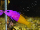Pictichromis paccagnellae (ex : Pseudochromis paccagnellae) 3-5 cm